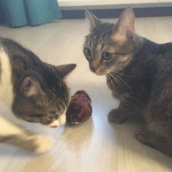 Kurmalı Kedi Eğitim Oyuncağı Tüylü Peluş Fare Yakalama İnteraktif Sevimli Eğlenceli Oyuncak (5286)