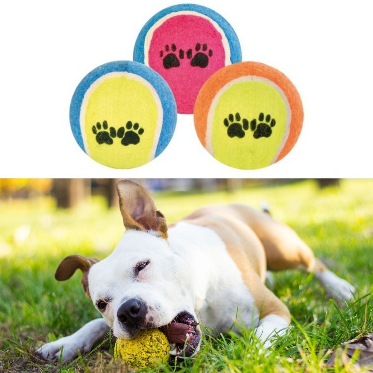 ANKAVERSE®  3lü Renkli Desenli Tenis Topu Kedi Köpek Oyuncağı