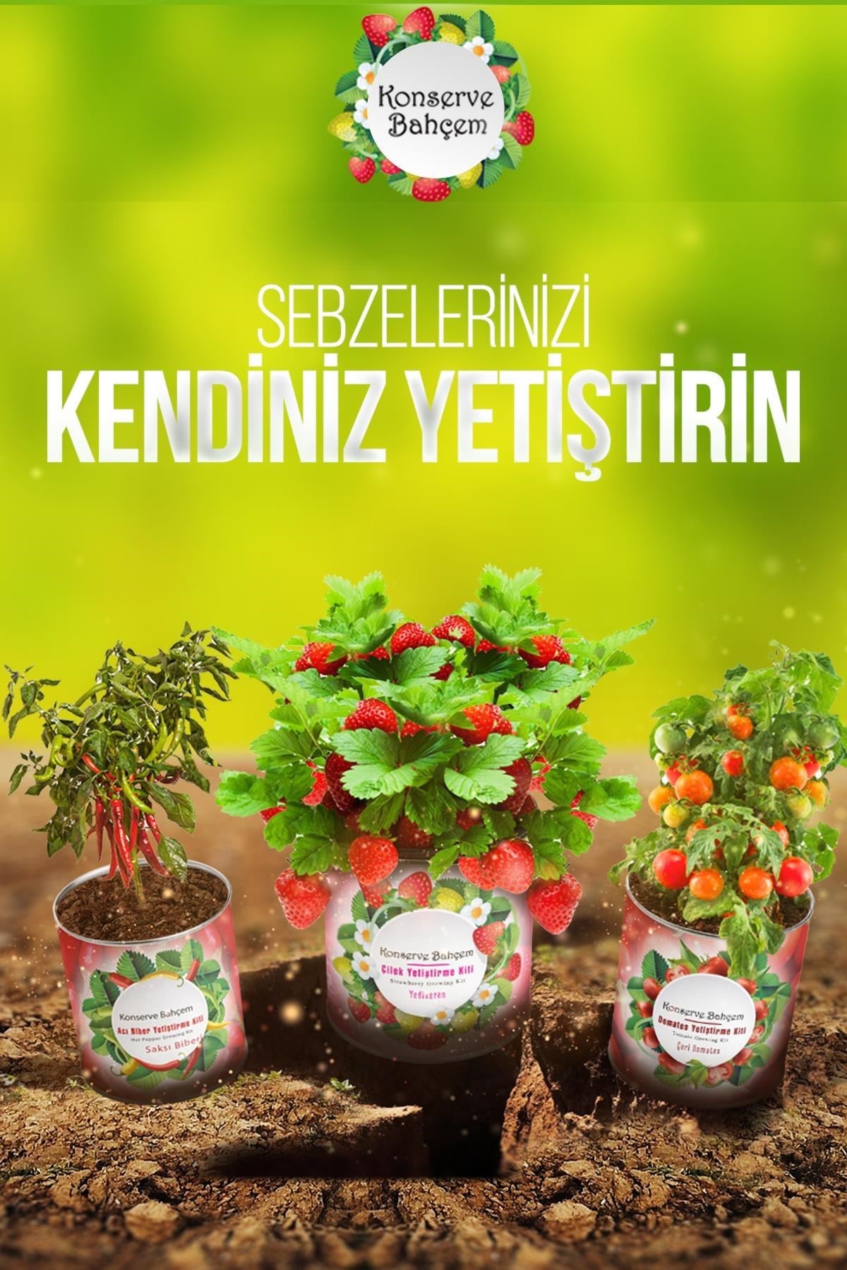 ANKAVERSE® Evde Dereotu Yetiştirme Kiti