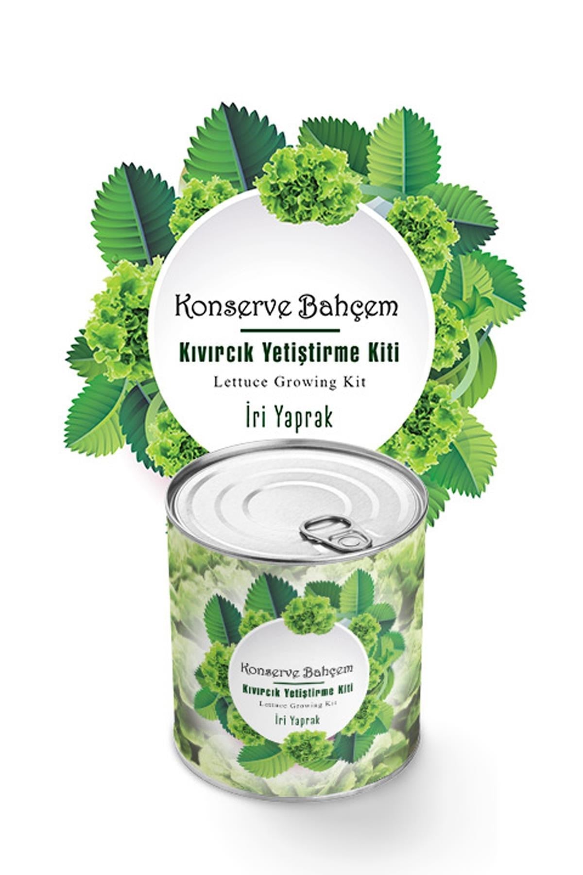 ANKAVERSE® Konserve Bahçem: Evde İri Yapraklı Kıvırcık Yetiştirme Kiti