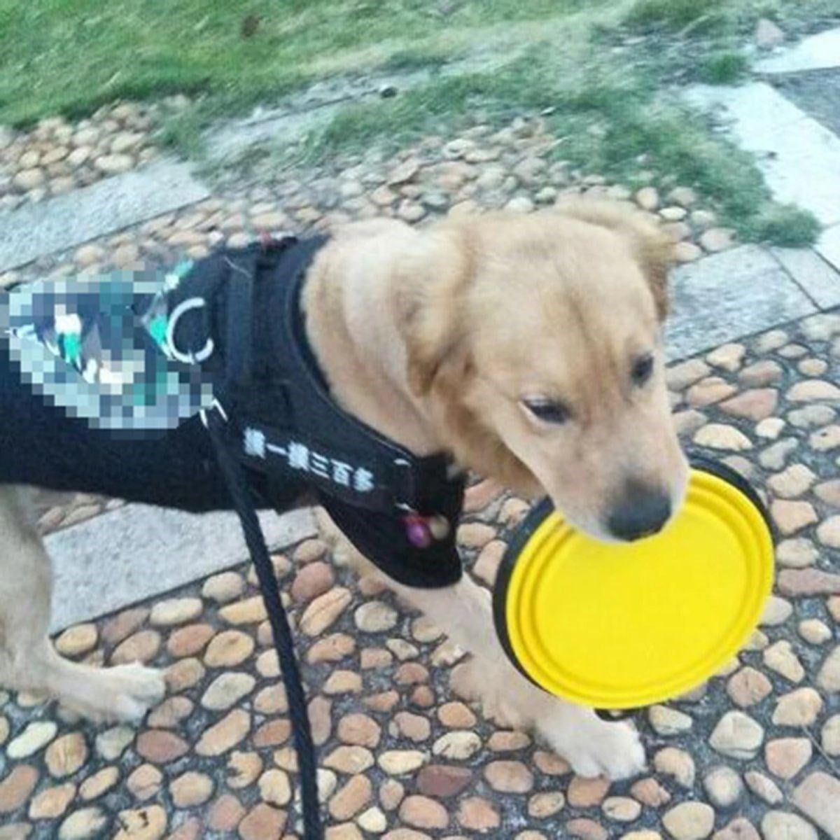 ANKAVERSE® Katlanabilir Pet Mama Kabı ve Oyuncak