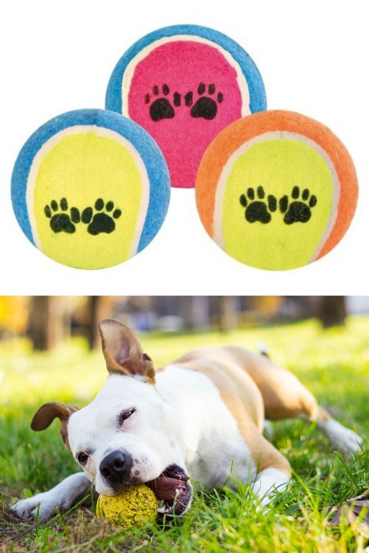 ANKAVERSE®  3lü Renkli Desenli Tenis Topu Kedi Köpek Oyuncağı