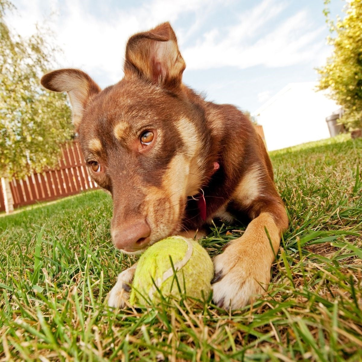 ANKAVERSE®  3lü Renkli Desenli Tenis Topu Kedi Köpek Oyuncağı