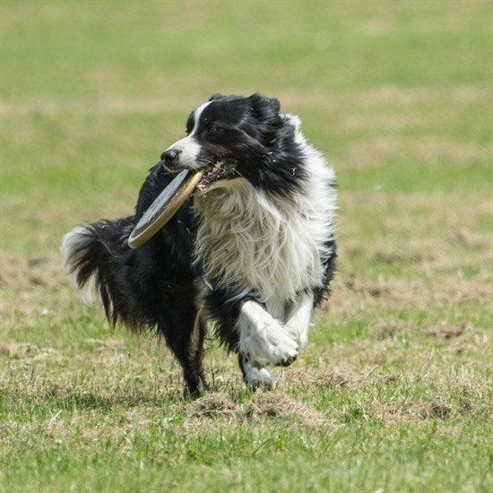 Hem  Eğitici Ve Hem Eğlenceli Yuvarlak Hafif Ağırlıklı Köpek Frizbi Oyuncağı (5286)