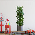 Saksılı Bitki Tasarımlı Yapışkanlı Sticker Resim 90*30 cm (5286)