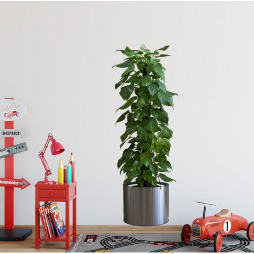 Saksılı Bitki Tasarımlı Yapışkanlı Sticker Resim 90*30 cm (5286)